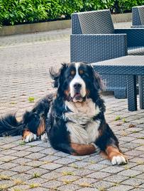 Bovaro del Bernese per monta