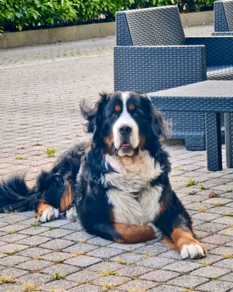 Bovaro del Bernese per monta