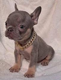Bulldog francese