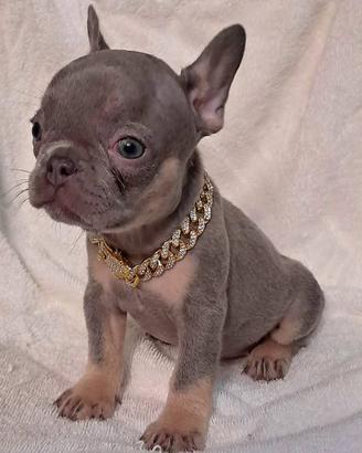 Bulldog francese