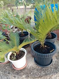 cycas 