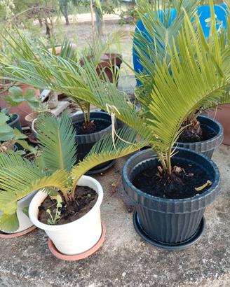 cycas 