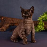 Gatti del bengala con pedigree