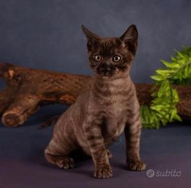 Gatti del bengala con pedigree