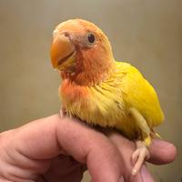 Pulli inseparabili roseicollis pappagalli baby