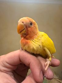 Pulli inseparabili roseicollis pappagalli baby