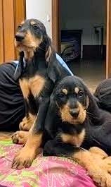 Cuccioli Segugio Italiano 