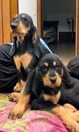 Cuccioli Segugio Italiano 