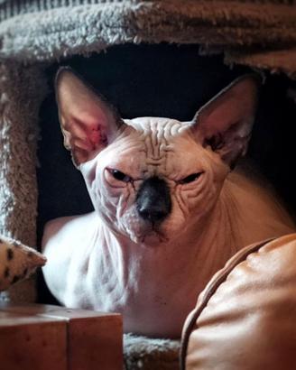 Stallone sphynx per fidanzata