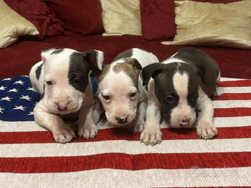 Cuccioli Amstaff con pedigree Enci