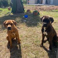 Cuccioli di cane corso