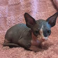 Gattini Sphynx