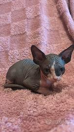 Gattini Sphynx