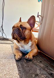 Bulldog francese maschio per monta