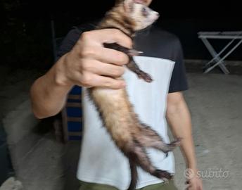 Cane da caccia