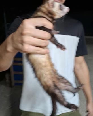 Cane da caccia