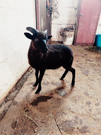 Pecora d'oussant maschio