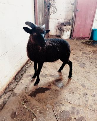 Pecora d'oussant maschio