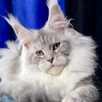 Maine coon femmina