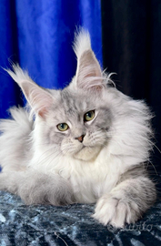 Maine coon femmina