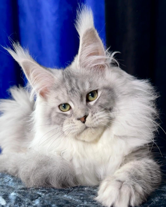 Maine coon femmina