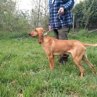 Segugio italiano x lepre