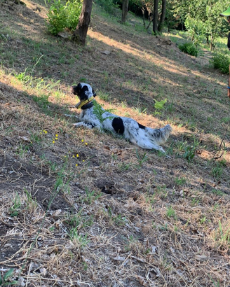 Setter inglese
