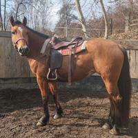 Cavalla Quarter Haflingher