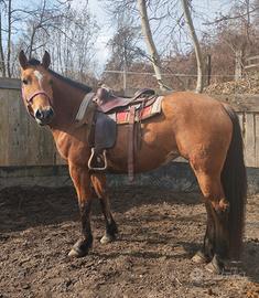 Cavalla Quarter Haflingher