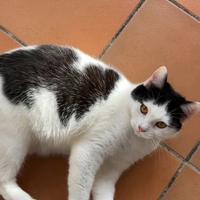 Gattina Pallina 8 mesi