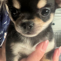 Cucciolo chihuahua