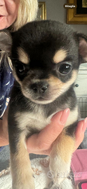 Cucciolo chihuahua