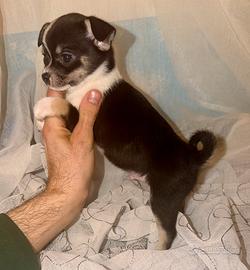 Chihuahua maschietto pelo corto