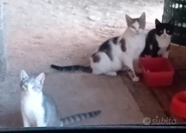 Gattini da adottare