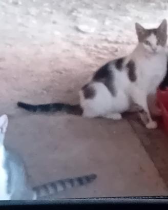 Gattini da adottare