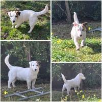 Jack russel con pedigree per Monte