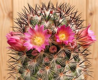 Mammillaria Microhelia - Cactus