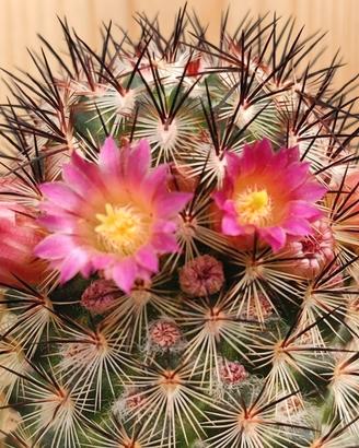 Mammillaria Microhelia - Cactus