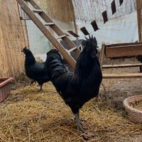 Galline Cemani