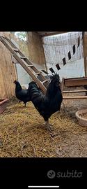 Galline Cemani