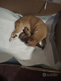 Chiuhuahua