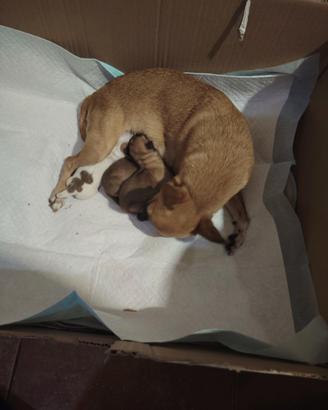 Chiuhuahua