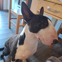 Bull terrier inglese