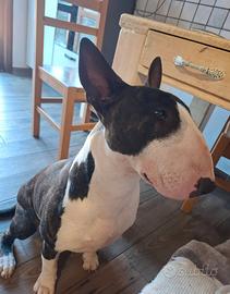 Bull terrier inglese