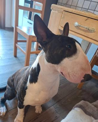 Bull terrier inglese