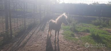 Pony