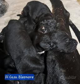 Cuccioli di Alano