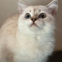 Gattina Scottish straight