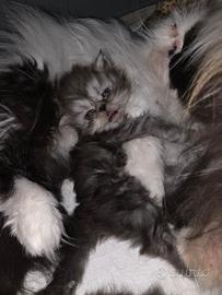 Gatti cuccioli persiani cincilla