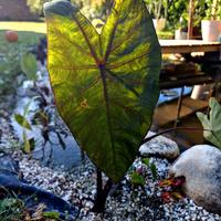 Colocasia Black Steam
